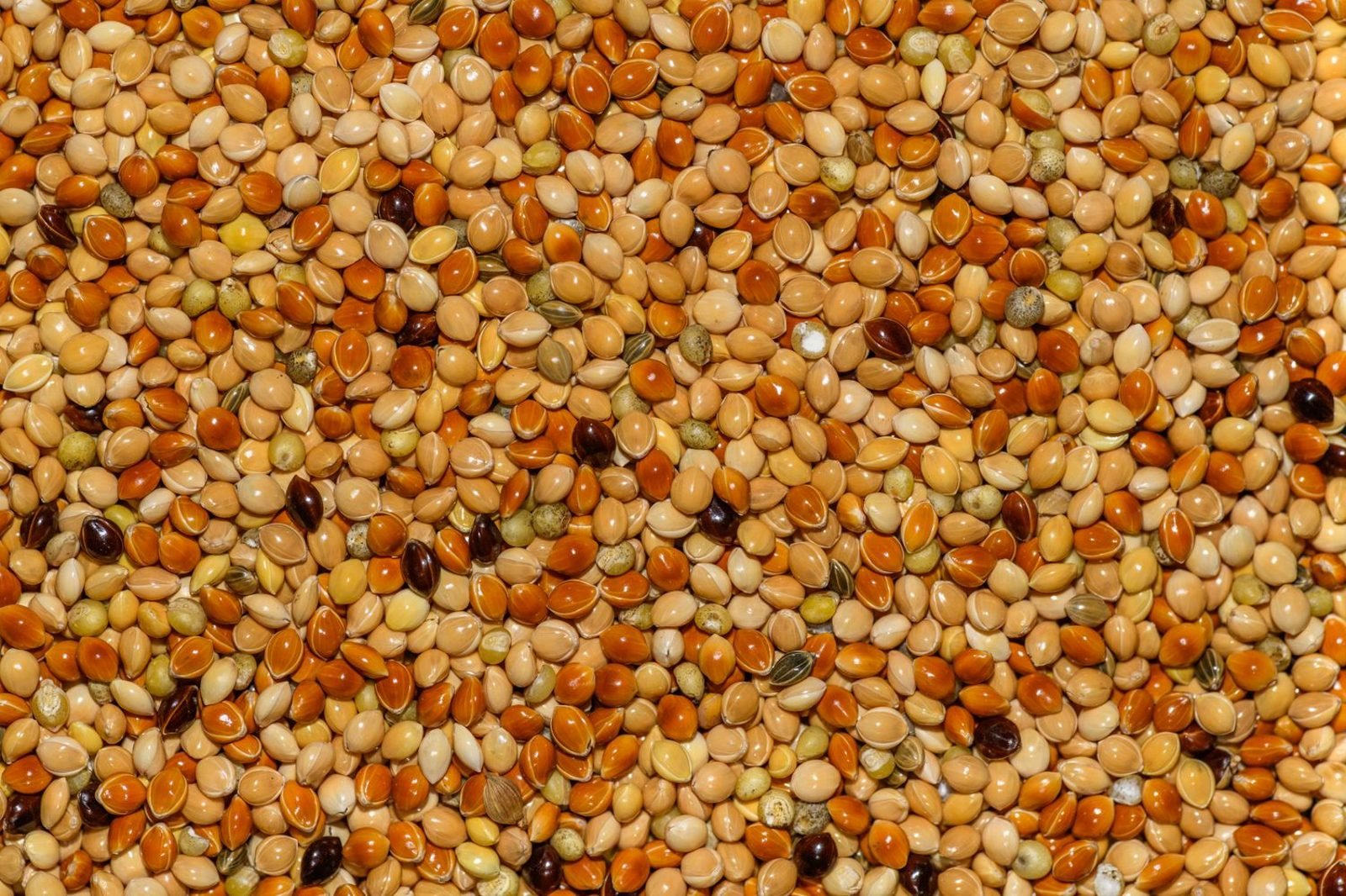 Assortment of whole grains, millets, fruits, and vegetables recommended in diabetes-friendly Indian dietary guidelines